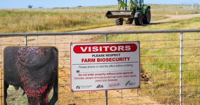 'Sonambulismo em direção a um desastre': o plano de biossegurança de WA sob o fogo dos críticos
