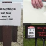 Marca de mordida de tubarão na parte inferior de uma prancha de surf.