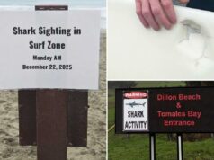 Surfista tem sorte de estar vivo após quase morrer esbarrar em tubarão branco Marca de mordida de tubarão na parte inferior de uma prancha de surf.