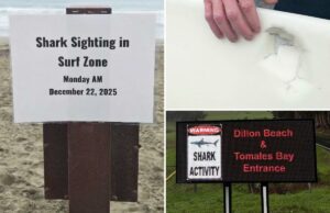 Surfista tem sorte de estar vivo após quase morrer esbarrar em tubarão branco Marca de mordida de tubarão na parte inferior de uma prancha de surf.