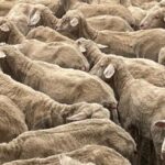 Todos os cordeiros, baseados nas linhagens Barloo/Woodyarrup, encontraram novos lares