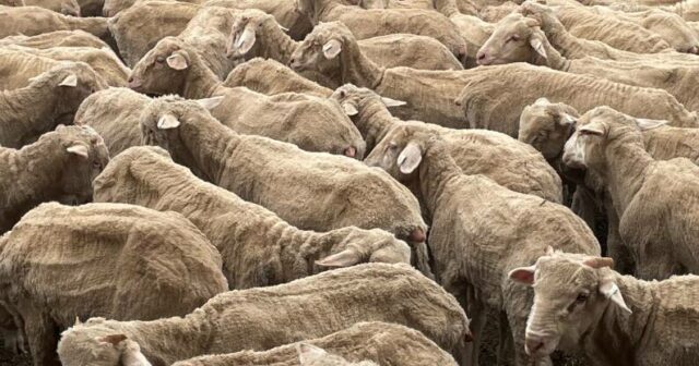 Todos os cordeiros, baseados nas linhagens Barloo/Woodyarrup, encontraram novos lares
