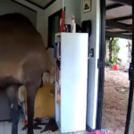 Dois cavalos e um touro foram vistos entrando na casa do político do Território do Norte, Andrew Mackay.