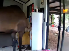 Touro e cavalos são pegos vagando pela casa de político australiano Dois cavalos e um touro foram vistos entrando na casa do político do Território do Norte, Andrew Mackay.