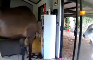 Touro e cavalos são pegos vagando pela casa de político australiano Dois cavalos e um touro foram vistos entrando na casa do político do Território do Norte, Andrew Mackay.
