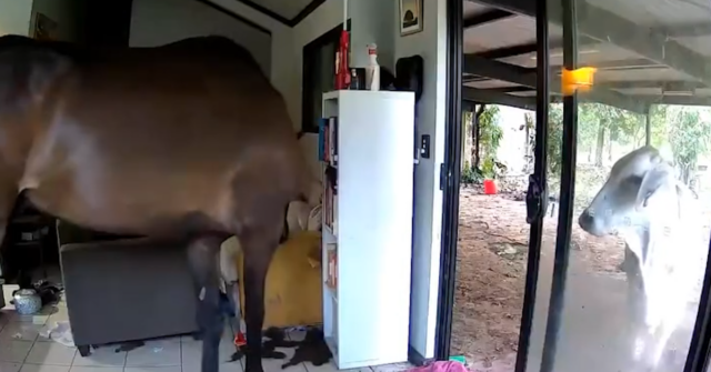 Touro e cavalos são pegos vagando pela casa de político Dois cavalos e um touro foram vistos entrando na casa do político do Território do Norte, Andrew Mackay.