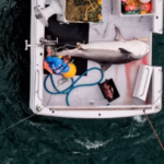 Tubarão-tigre de quatro metros capturado em linha de percussão em praia popular