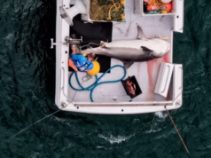 Tubarão-tigre de quatro metros capturado em linha de percussão em praia popular Tubarão-tigre de quatro metros capturado em linha de percussão em praia popular