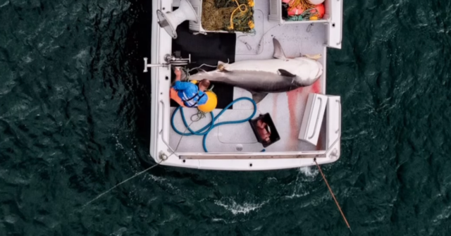 Tubarão-tigre de quatro metros capturado em linha de percussão em praia popular
