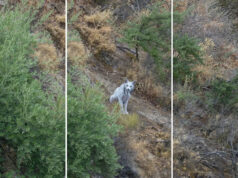 Turista captura foto inédita de um raro animal ‘fantasma branco’ que os especialistas consideravam extinto: ‘Eu não conseguia acreditar no que estava vendo’ ��