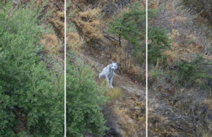 Turista captura foto inédita de um raro animal ‘fantasma branco’ que os especialistas consideravam extinto: ‘Eu não conseguia acreditar no que estava vendo’ ��