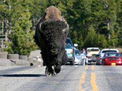 Turista de Yellowstone sofre consequências instantâneas após insultar animais selvagens: ‘Evidência de um crime federal’ ��