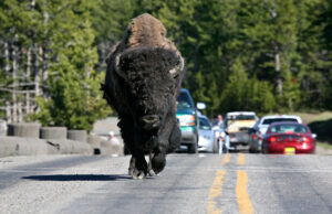 Turista de Yellowstone sofre consequências instantâneas após insultar animais selvagens: ‘Evidência de um crime federal’ ��
