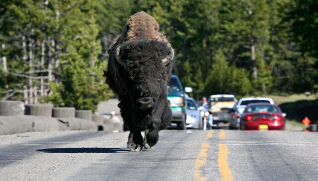 Turista de Yellowstone sofre consequências instantâneas após insultar animais selvagens: ��