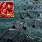 Uma pilha de lagostas vermelhas cozidas, algumas com elásticos nas garras.