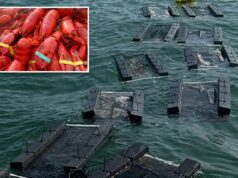 US$ 400 mil em carne de lagosta roubada da Costco sendo investigada em conexão com outros roubos de frutos do mar na Nova Inglaterra Uma pilha de lagostas vermelhas cozidas, algumas com elásticos nas garras.