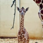 Um presente de Natal tão esperado! Zoológico do Reino Unido está comemorando o nascimento de uma girafa ameaçada de extinção