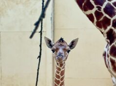 Um presente de Natal tão esperado! Zoológico do Reino Unido está comemorando o nascimento de uma girafa ameaçada de extinção Um presente de Natal tão esperado! Zoológico do Reino Unido está comemorando o nascimento de uma girafa ameaçada de extinção