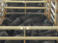 Usuários de quintal de venda ficam furiosos com o esgotamento do abastecimento de água potável Usuários de quintal de venda ficam furiosos com o esgotamento do abastecimento de água potável