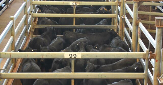 Usuários de quintal de venda ficam furiosos com o esgotamento Usuários de quintal de venda ficam furiosos com o esgotamento do abastecimento de água potável