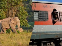 Vários elefantes morreram em colisão de trem porque o impacto fez com que vários vagões descarrilassem Vários elefantes morreram em colisão de trem porque o impacto fez com que vários vagões descarrilassem