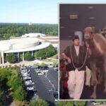 Um camelo chuta com força uma mulher que participava de uma celebração de Natal em uma megaigreja no Texas