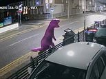 Você acha que eles nos viram? Fly-tipper veste fantasia roxa de T Rex para evitar ser detectado enquanto joga sacos de lixo na rua Você acha que eles nos viram? Fly-tipper veste fantasia roxa de T Rex para evitar ser detectado enquanto joga sacos de lixo na rua