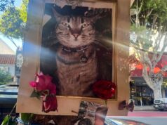 Waymo enfrenta preocupações de segurança e concorrência à medida que se expande nos EUA Waymo