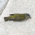 Um pardal morto na base de um edifício.