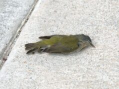 Winnipeg se move para descartar os desenvolvedores do estatuto de janela amigável aos pássaros, que argumentam que isso é uma barreira ao desenvolvimento Um pardal morto na base de um edifício.