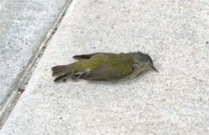 Winnipeg se move para descartar os desenvolvedores do estatuto de janela amigável aos pássaros, que argumentam que isso é uma barreira ao desenvolvimento Um pardal morto na base de um edifício.