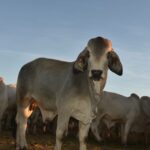 ‘Metade dos nossos filhos nunca viu um bezerro vivo’: por que o ex-vivo é tão subestimado