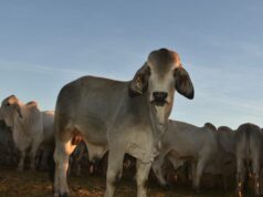 ‘Metade dos nossos filhos nunca viu um bezerro vivo’: por que o ex-vivo é tão subestimado ‘Metade dos nossos filhos nunca viu um bezerro vivo’: por que o ex-vivo é tão subestimado