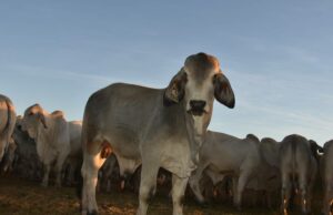 ‘Metade dos nossos filhos nunca viu um bezerro vivo’: por que o ex-vivo é tão subestimado ‘Metade dos nossos filhos nunca viu um bezerro vivo’: por que o ex-vivo é tão subestimado