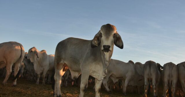 ‘Metade dos nossos filhos nunca viu um bezerro vivo’: por que o ex-vivo é tão subestimado
