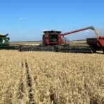 ‘Parecia horrível’: retorno notável para a colheita comunitária de clubes esportivos