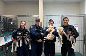 6 filhotes tratados por suspeita de overdose de opióides em Washington encontrarão novos lares em breve Yahoo news home