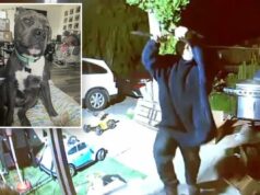 A arma e a faca do invasor não são páreo para Ace, o pit bull da família Imagens de câmeras de segurança mostram um homem com um moletom com capuz tentando invadir uma casa à noite.