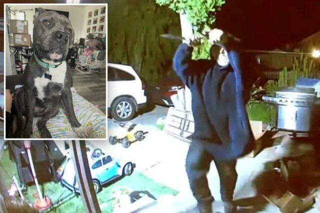 A arma e a faca do invasor não são páreo Imagens de câmeras de segurança mostram um homem com um moletom com capuz tentando invadir uma casa à noite.