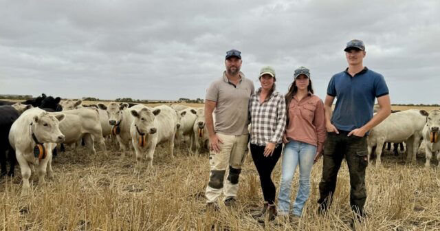 A cerca invisível: como as fronteiras virtuais estão mudando a pecuária de WA
