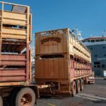 A chocante mudança de política live-ex de Albo: 'um tiro no braço para os produtores de gado'