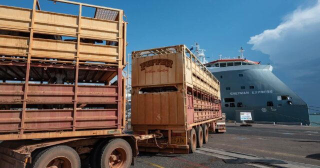 A chocante mudança de política live-ex de Albo: 'um tiro no braço para os produtores de gado'
