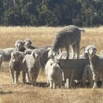 A ciência encontra o solo para reduzir o risco da agricultura de carbono na empresa Wheatbelt Angora