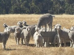 A ciência encontra o solo para reduzir o risco da agricultura de carbono na empresa Wheatbelt Angora A ciência encontra o solo para reduzir o risco da agricultura de carbono na empresa Wheatbelt Angora