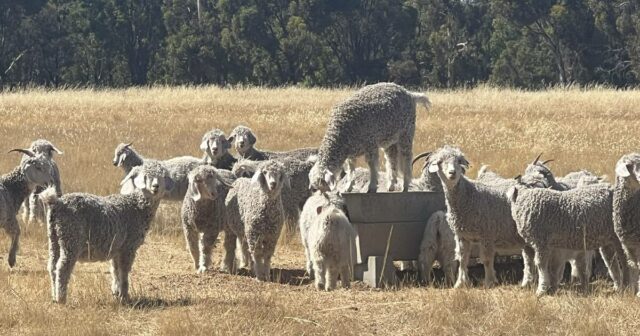 A ciência encontra o solo para reduzir o risco da A ciência encontra o solo para reduzir o risco da agricultura de carbono na empresa Wheatbelt Angora