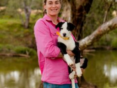 A mudança de árvore de uma garota da cidade leva à vida na fazenda, à família e aos border collies A mudança de árvore de uma garota da cidade leva à vida na fazenda, à família e aos border collies
