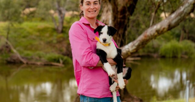 A mudança de árvore de uma garota da cidade leva à vida na fazenda, à família e aos border collies
