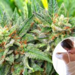 Close de botões de plantas de cannabis, com folhas verdes, cabelos laranja e tricomas visíveis.