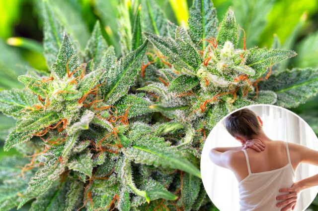 Close de botões de plantas de cannabis, com folhas verdes, cabelos laranja e tricomas visíveis.