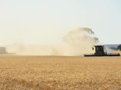 A queda dos preços dos grãos em WA continua: por que os produtores da costa leste deveriam observar de perto A queda dos preços dos grãos em WA continua: por que os produtores da costa leste deveriam observar de perto